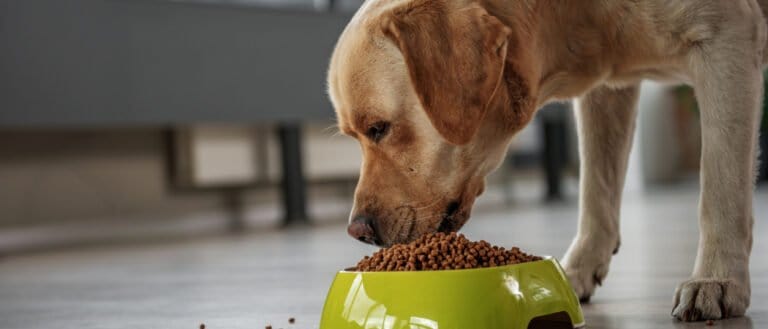 lab eating from green bowl