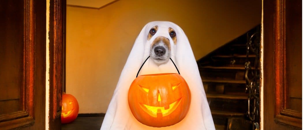 A dog trick-or-treats in a ghost costume.