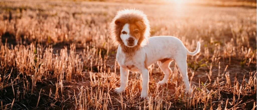 dog in a lion costume