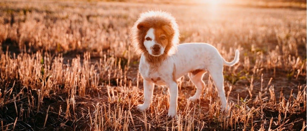 dog in a lion costume