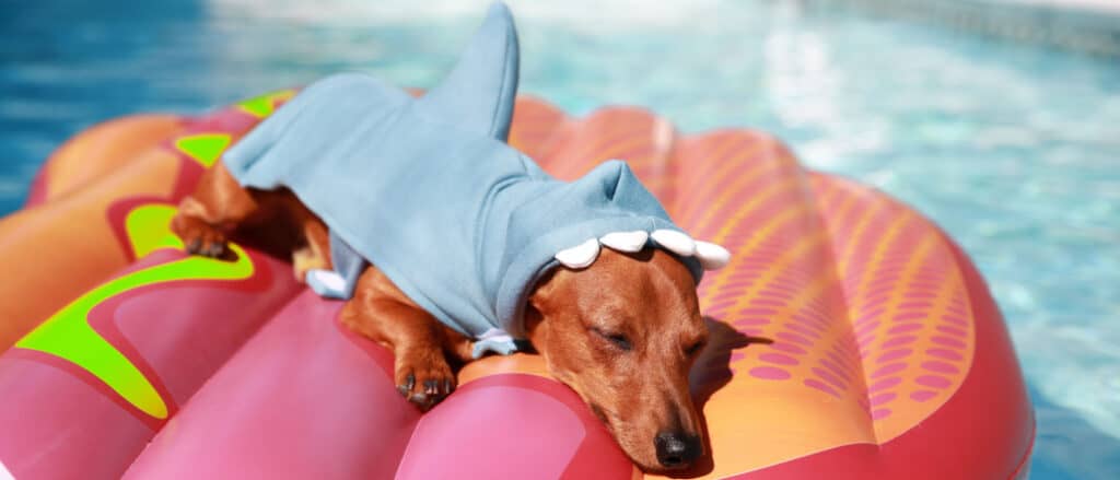 A dog dressed up as a shark, on a float in the pool