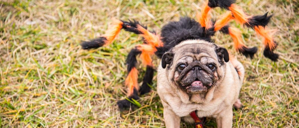 dog in spider costume