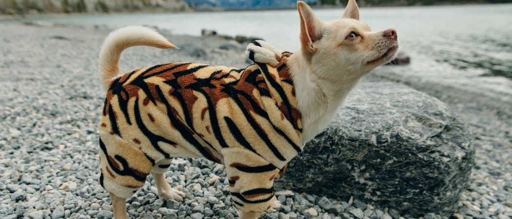 dog in tiger costume