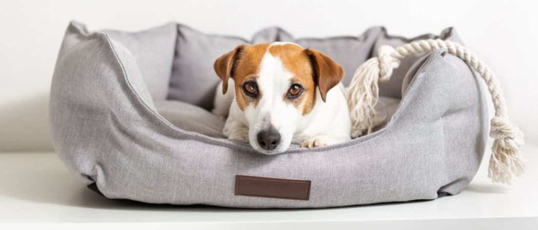 Best Indestructible Dog Bed - Jack Russel Terrier