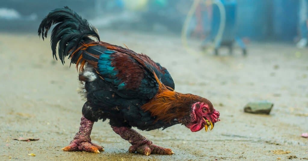 Black Jersey Giant: 4-Month-Old Chickens 