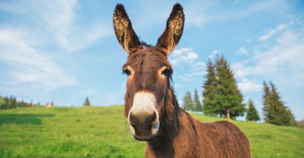 12 Animals of Christmas From Around the World - donkey