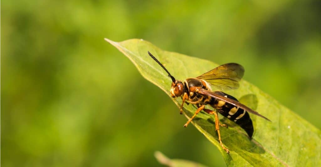 22+ Do Paper Wasps Die In Winter