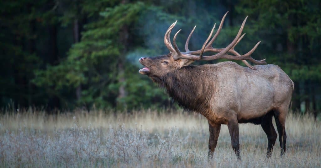 Animals That Molt - Elk