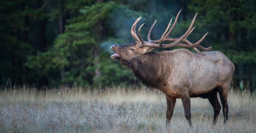 mule deer vs elk