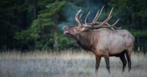 Discover The Largest Elk in the World Picture