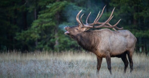 Elk Size Comparison: The Biggest Deer? - A-Z Animals