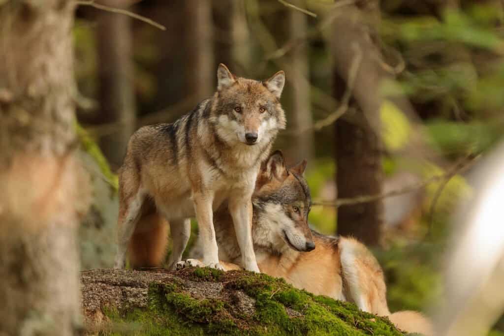 largest wolf ever recorded