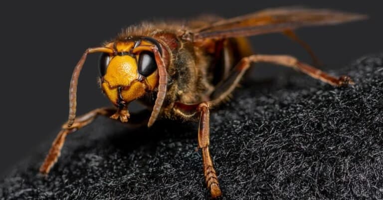 Largest Wasps - European Hornet