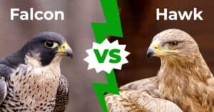 Falcon vs. Hawk: 8 Main Differences Explained Picture