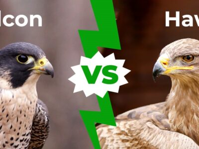 A Falcon vs. Hawk: 8 Main Differences Explained