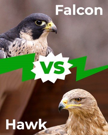 falcon and eagle
