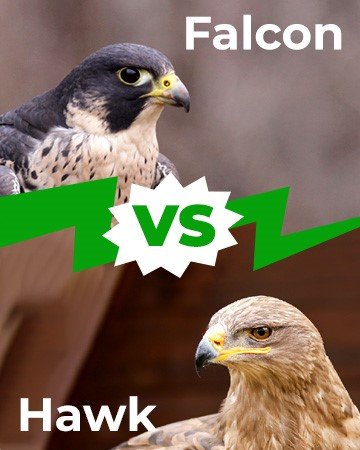 falcon vs hawk