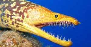 See a Surprised Shark Snatched, Twisted and Dragged Into a Reef by a Huge Moray Eel Picture