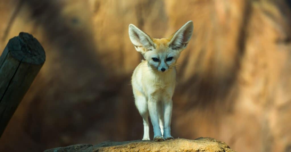 Fennec fox facing camera