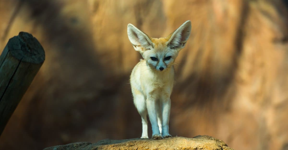 domestic fennec foxes