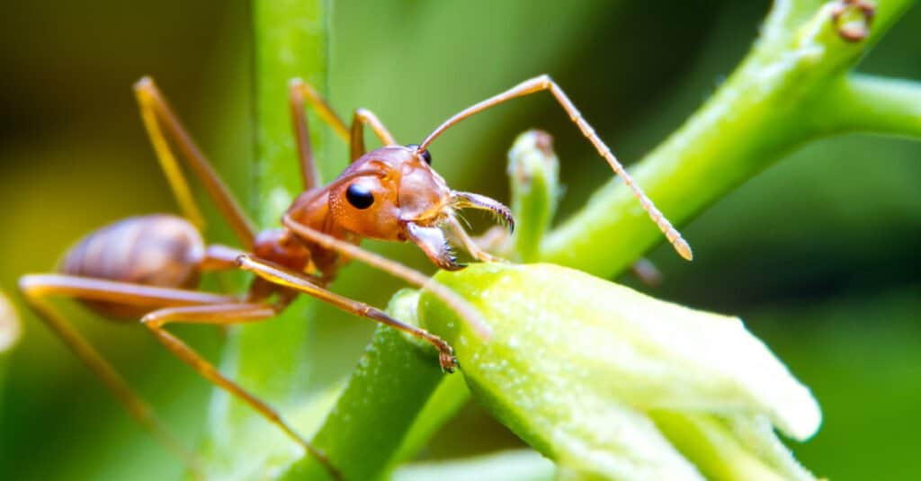 10 Animals That Hoard - fire ant