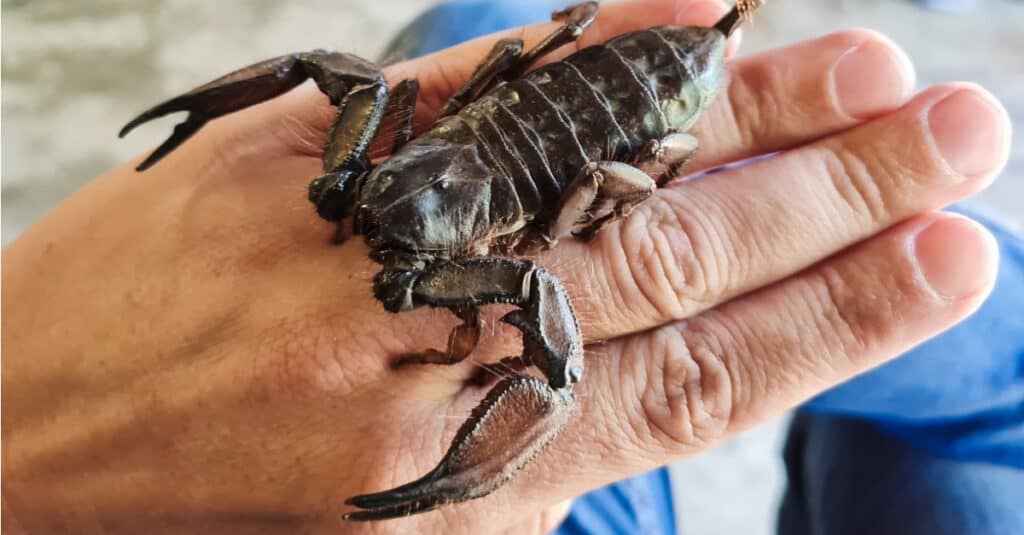 Largest scorpions - flat rock scorpion 
