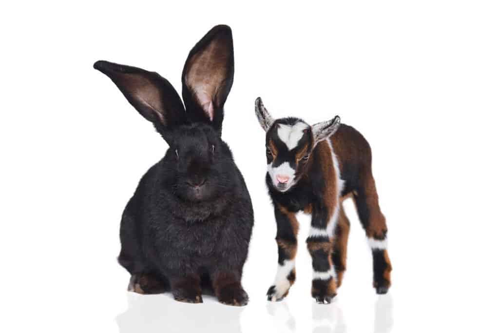 Flemish giant standing next to a young lamb