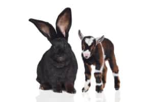 Wild vs domestic rabbits: Differences explained - AZ Animals