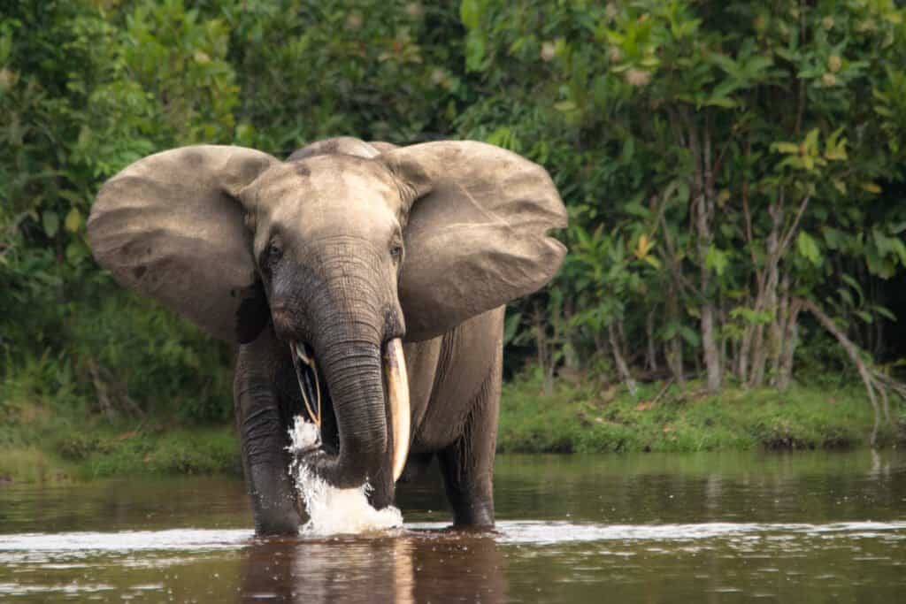 Forest elephant