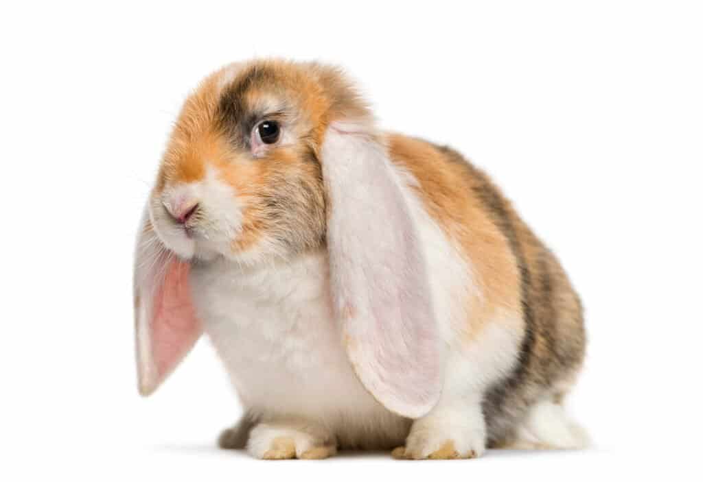 French lop