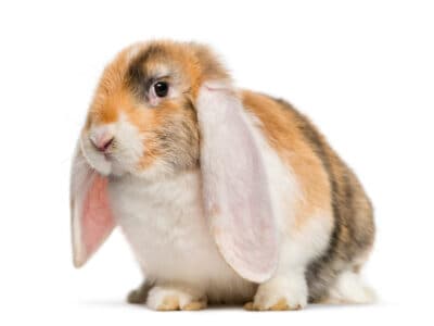 French Lop Picture