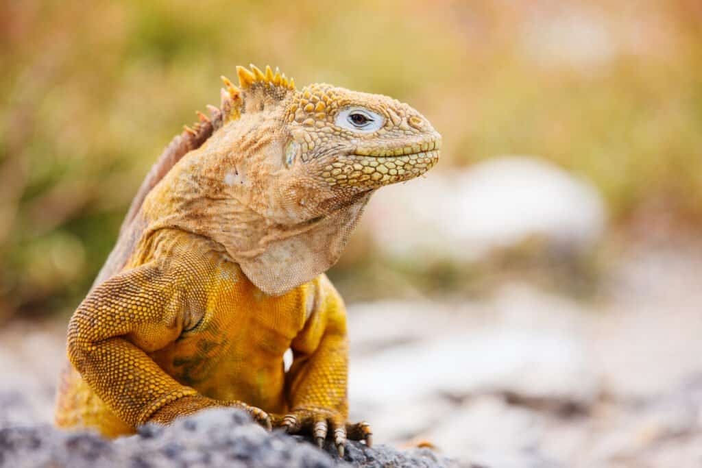 Iguana terrestre de Galápagos