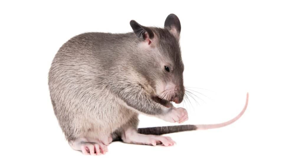 Largest rats - Gambian pouched rat