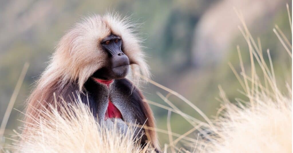 Largest monkeys - gelada monkey