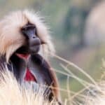 Gelada monkeys have have a distinctive appearance