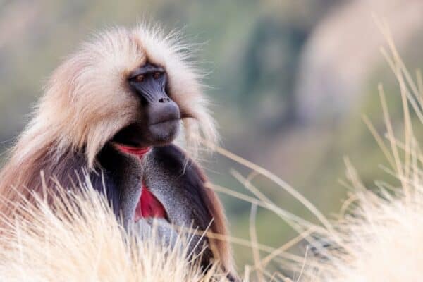 Gelada monkeys have have a distinctive appearance
