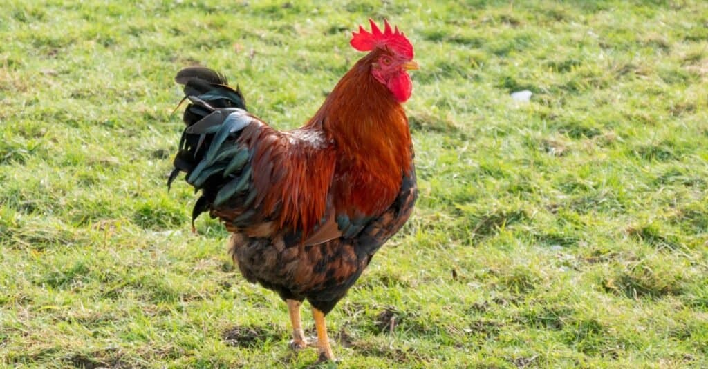 10 Largest Chickens In The World in 2024 - A-Z Animals