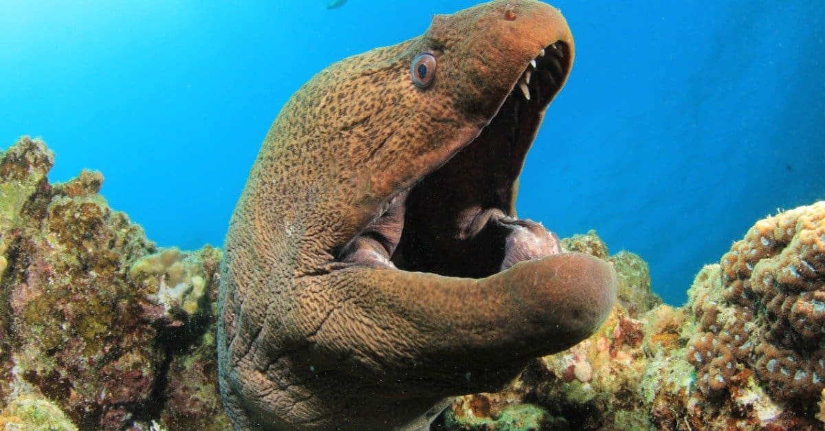 Largest eels - Giant Moray