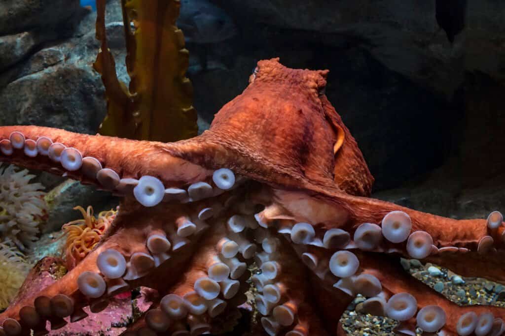 A rust colored giant Pacific octopus in the ocean, center frame,  with many of its grey suction cups visible on it tentacles.  Dark background.
