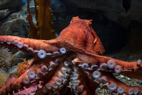 A close up of a giant Pacific octopus