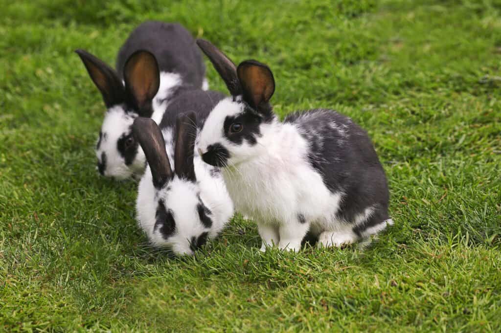 سه خرگوش صحرایی