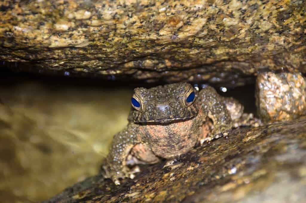 Giant river frog 