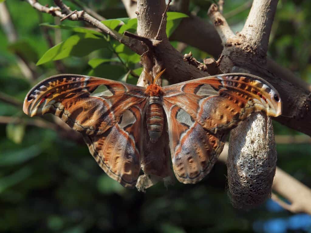 Giant silk moth