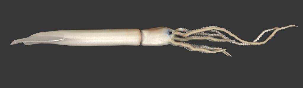 Giant squid vs colossal squidcolossal squids are often found at depths of more than 3,000 feet, while giant squids can be found at 1,000 feet deep. 