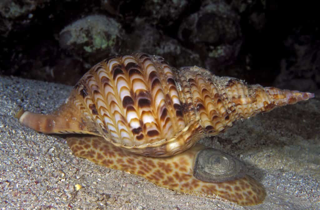 What do sea snails eat? - Giant Triton