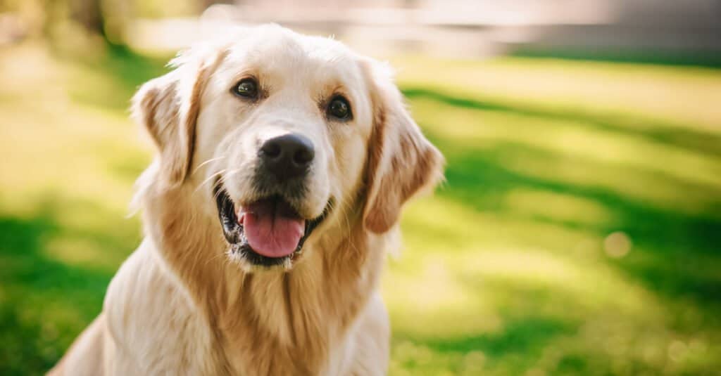 Calmest dog - golden retriever smiling at the camera