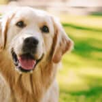 Golden retrievers make excellent guide dogs because of their gentle temperament. 