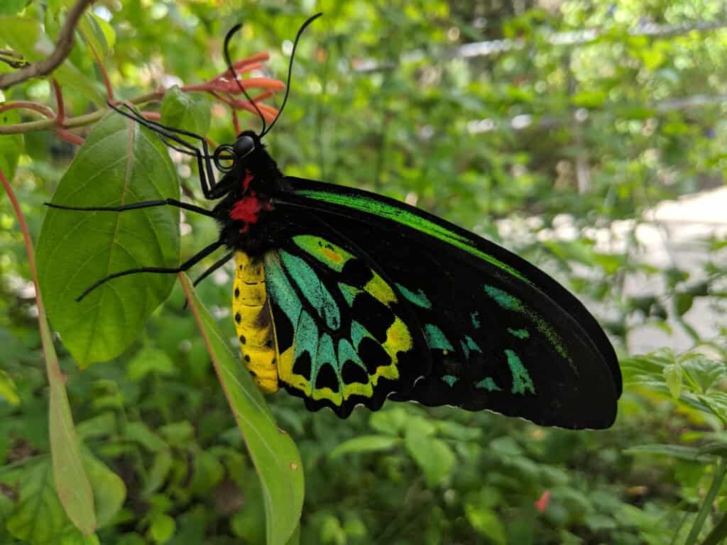 Goliath birdwing