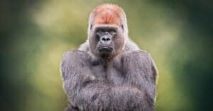 Gorilla Strength: How Strong Are Gorillas? Picture