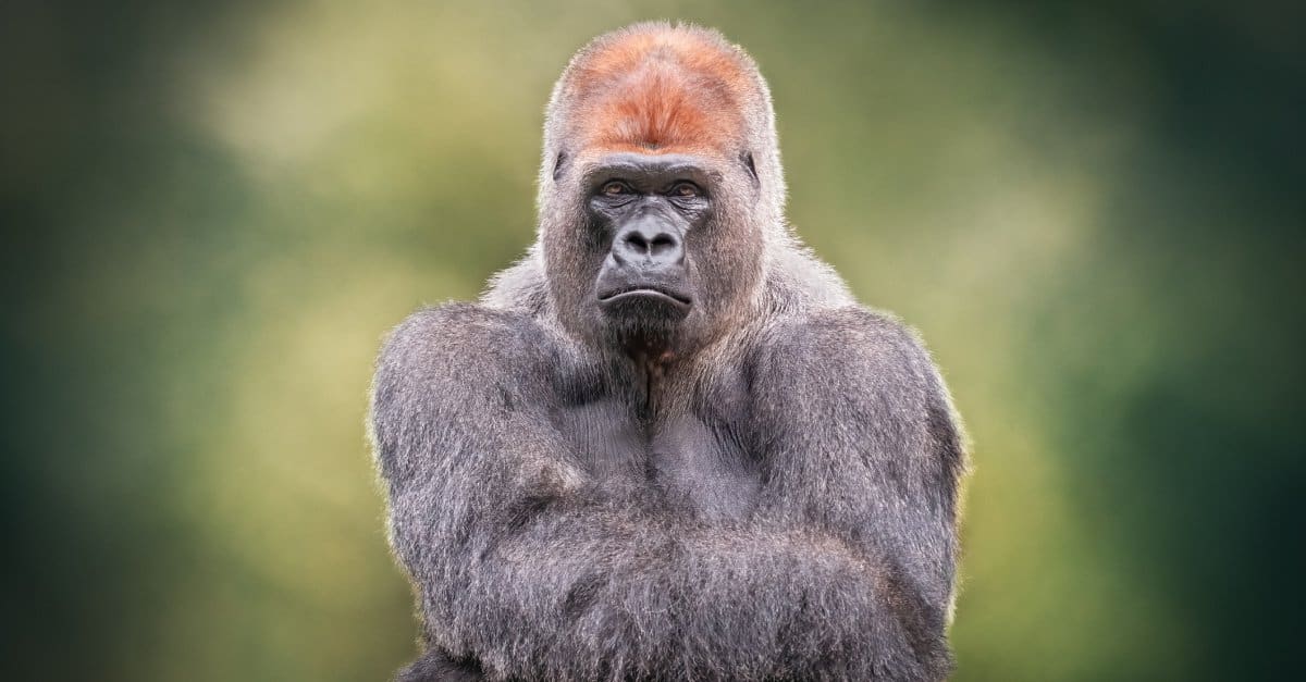 Compare the Life Span of Gorillas to Other Animals
